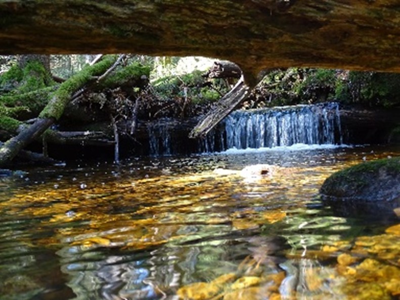 nationalparkschule-cnr-realschule-buehl_3