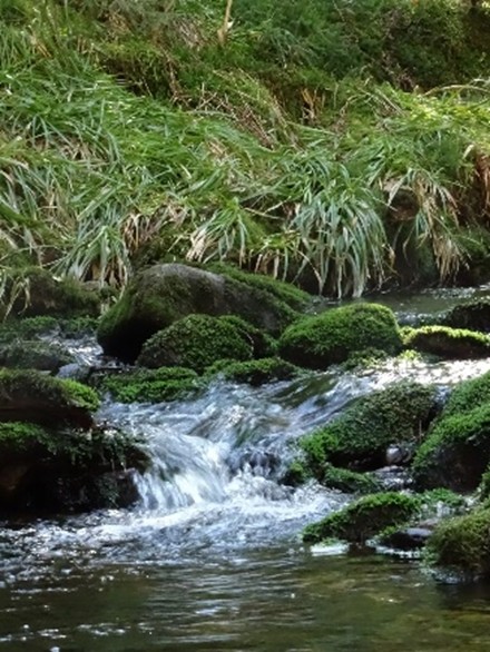 nationalparkschule-cnr-realschule-buehl_9